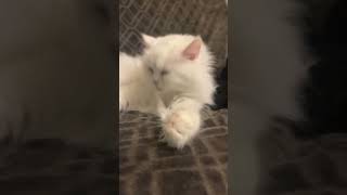 Adorable White Long-Haired Cat Washing Itself 🐱✨