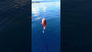 mancing dasaran spot ambon Dapat kerapu merah