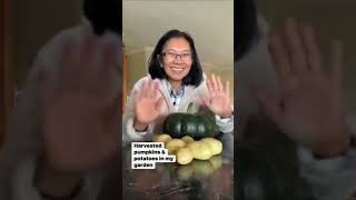 #shorts #viral #garden Harvested pumpkins & potatoes in my garden