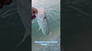 help us get to 1k subs 🙏🏿 #snookfishing #snook #saltwater #fishing #outdoors #fishingtechnique #fyp