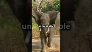 Siberian Tiger vs  African Elephant  Who will win? #animals #arcticanimal #fypシ゚viral #fypシ゚viral