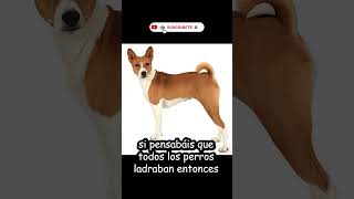 ¿TODOS LOS PERROS LADRAN? #shorts