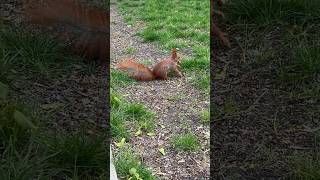 🐿️timid cute #squirrel 😅#animals #shorts #동물 #cute #动物 #松鼠 #funny #eating #feed #poland #wildlife