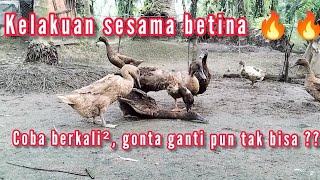 TERNAK KITA || KELAKUAN SESAMA BETINA