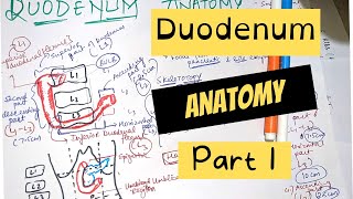 DUODENUM ANATOMY - PART 1