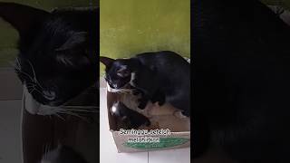 Kucing Panda melahirkan 2 anak #cat #kitten #catlover