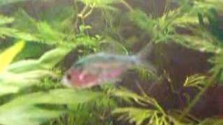 my fish