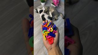 Numbers and letters || Reverse video with kittens #cat #reversevideo