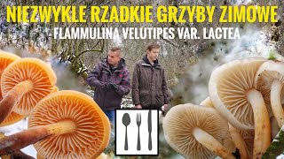 Niezwykle rzadkie grzyby zimowe - Płomiennica zimowa odm. biała (Flammulina velutipes var. lactea)