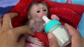 How Clever Baby Tauch Learn Suck Drinking Milk With Bottle