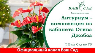 Антуриум - создание цветочной композиции. Ваш сад