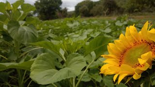 sun flower garden part-1 #vlog