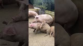 Pigs in love #shorts