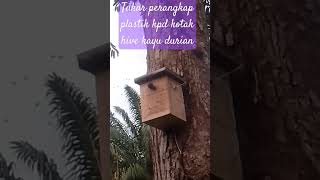 Malaysia Stingless bee trap installed at 10 feet above ground.