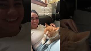 My orange king cat👑🐈 #shorts #rescuecat #catvideos