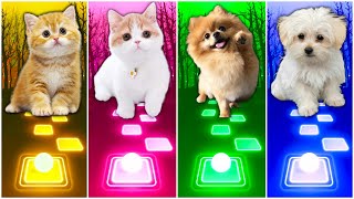 CUTE CATS VS DOGS - WELLERMAN AND  CUPID VS WAKA WAKA AND IMAGINE DRAGONS