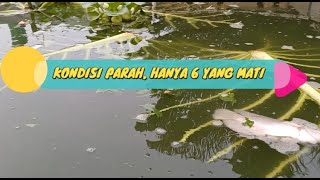 KONDISI AIR KOLAM PARAH, HANYA 6 EKOR IKAN YANG MATI - BUDIDAYA IKAN GURAME DI KOLAM BETON