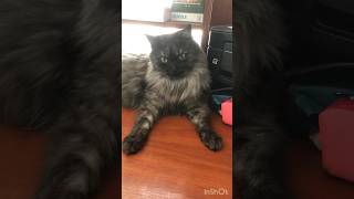 Я МОЛОДЕЦЬ #like #love #рек #reels #cat #funny #cats #юмор #animals #youtube #catlover #котики #мем