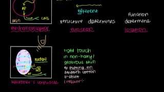 Overview of Sensation and Meissner's Corpuscle