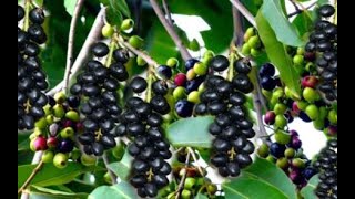 The Life Cycle of the Jambu Tree | Modern Agricultural Cultivation and Harvest of Hainan Jambu