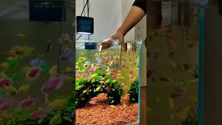 so many fishes#types of fishes#fishes lover viral