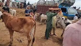 SZH MALIRMAWESHI JOJOKIA TUESDAY WALI MANDI CHOTO JANWAR RATE UPDATE SEASON EID UL ADHA START 2024