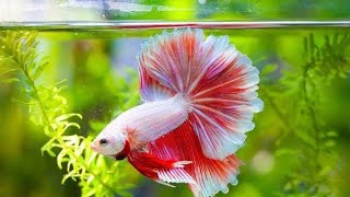 memelihara IKAN CUPANG termahal, ikan hias terpopuler dan tercantik ~ beautiful betta fish