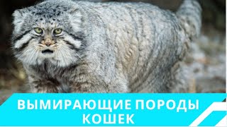 Самые редкие  породы  кошек.Топ5 Самых редких/ исчезающих Пород Кошек в Мире