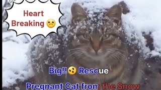 Big Rescue Pregnant Cat from  the snow  #cat #catshorts#catplaying #shorts #short #viral#cute#kitten