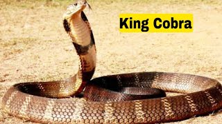 wonderful snake release in village king cobra snake