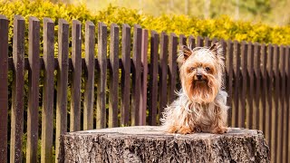 Creating Fun and Engaging Obstacle Courses for Your Yorkshire Terrier