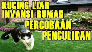 Kucing Liar Invansi Rumah, Percobaan Penculikan Si Putih