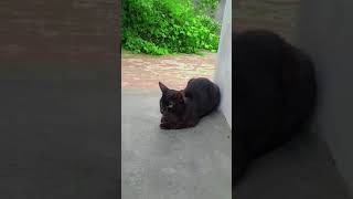 ♥️🐈‍⬛😍 #cat #shortvideo   #shorts