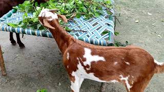 shankar goat farm mau barbari bakri ki sahi jaankari  mo. 8874856286