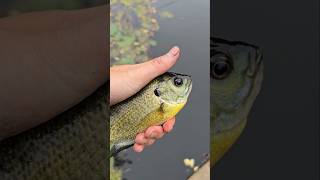 Decent size #fishing #catchandrelease #creekfishing #sunfish #shorts #bluegill