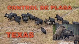 EMERGENCIA de PLAGA en TEXAS 🚨 MARRANO SALVAJE