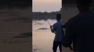 Snake head fishing tips and techniques | కొర్రమీను చేప వేట \ #shorts #fishing #snakehead