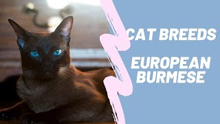 EUROPEAN BURMISE - CAT BREEDS