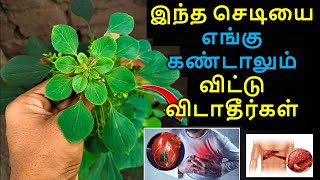 இந்த செடியை எங்கு கண்டாலும் விட்டு விடாதீர்கள் || kuppaimeni uses / health tips in tamil, ayurveda