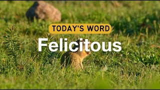 Today's Word - Felicitous | Daily Inspiration | Word of The Day