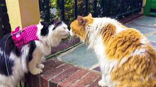 This Lovesick Cat Has Visited His Girlfriend Every Day For Over 2 Years