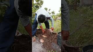 Panen Bonsai Kimeng