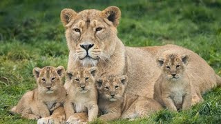 baby lion who will be the new king of the jungle.