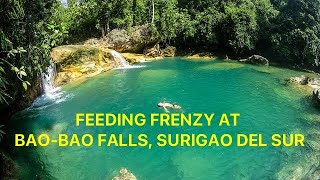 Fish Feeding Frenzy at Bao-bao Falls, Surigao del Sur