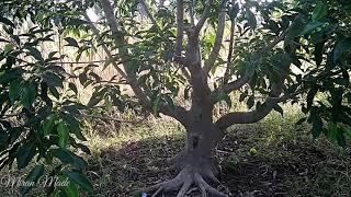 Sawah Berisi Ratusan Bonsai