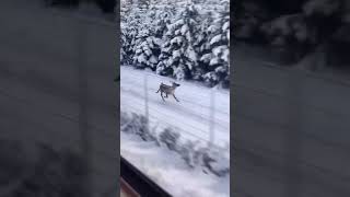 Rudolph running late on Christmas 😂