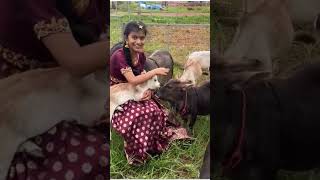 Animal lover #cow Jai Gau Mata 💕