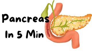 Pancreas- Everything You Need to Know in 5 min!