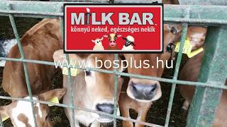 Milkbar technológiás borjúnevelés a Meixner Farmon