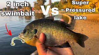 Tiny swimbait vs super pressured lake (lake balboa fishing)